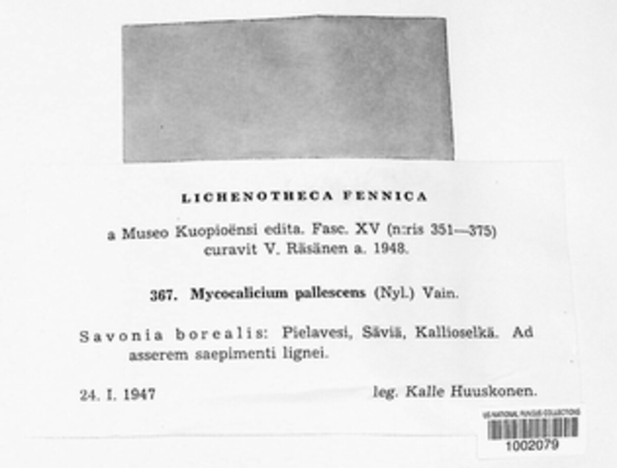 Mycocalicium pallescens image